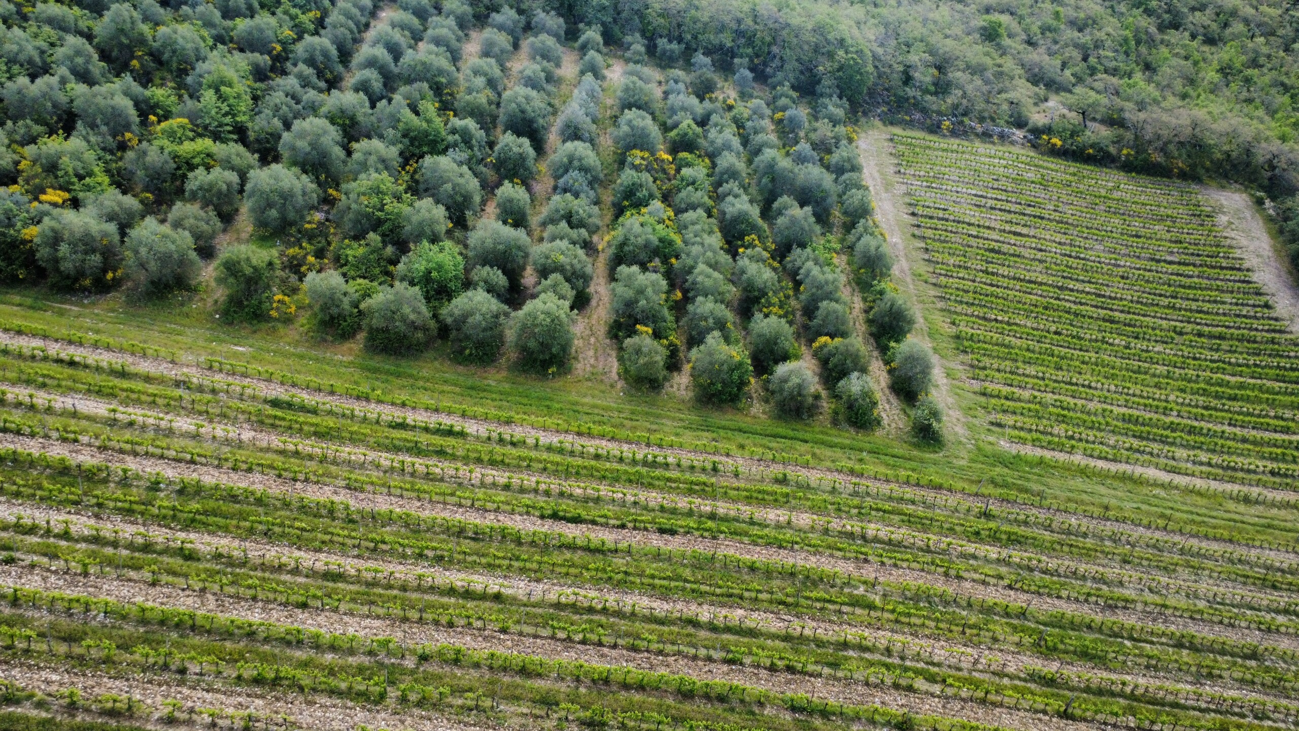 dji_fly_20260509_111634_303_1778320073064_photo_optimized